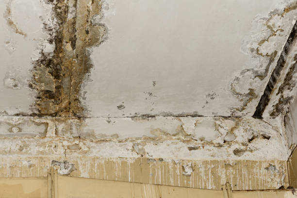 Best Mold Prevention Services  in Buckhead Ridge, FL